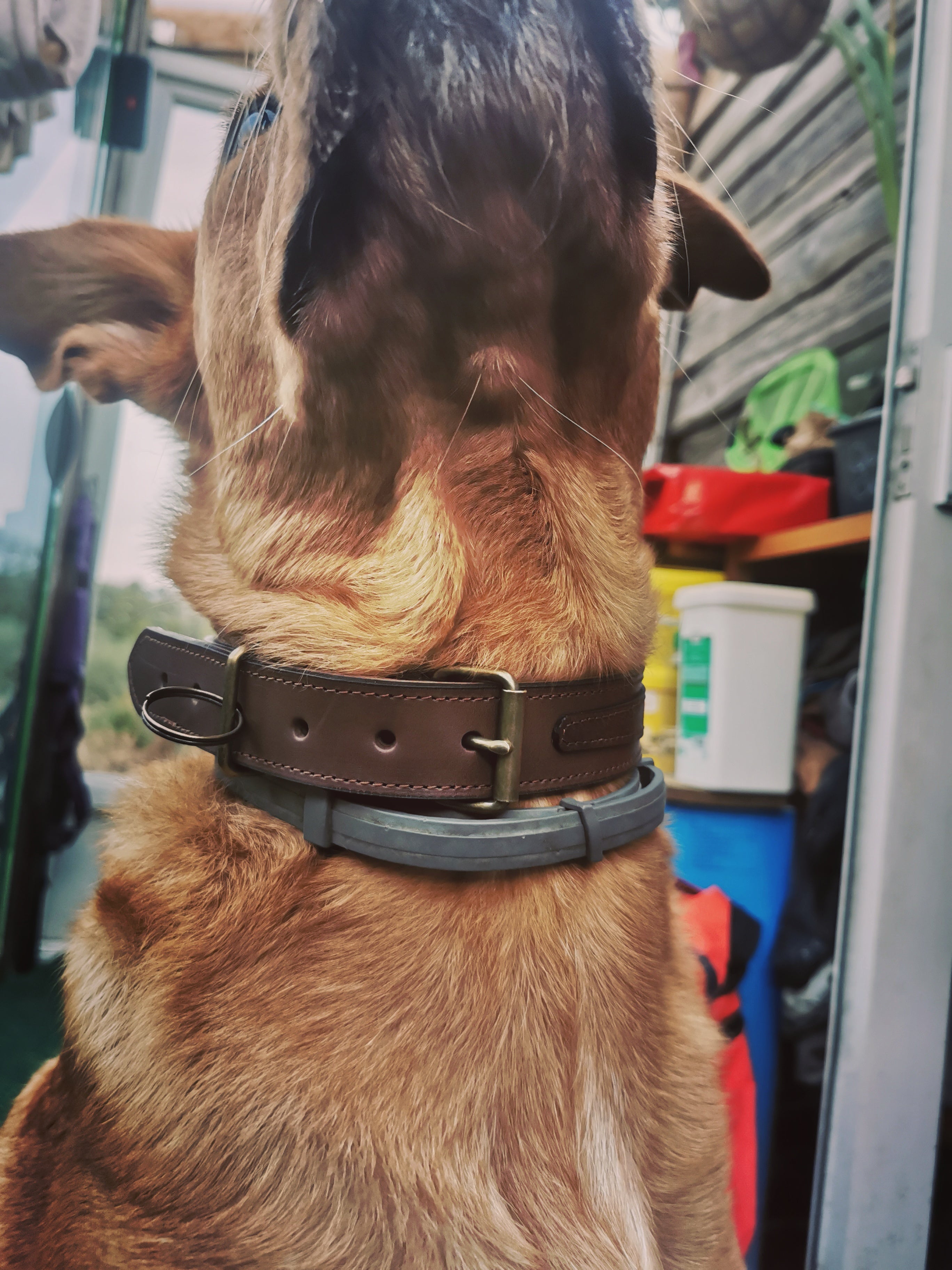 fleur-d-orage-collier-chien-cuir-petit-chien image 5